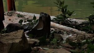 Haridwar's ancient temple Bhimgoda damaged, हरिद्वार का पौराणिक मंदिर भीमगोड़ा, मंसादेवी पहाड़ से आये मलबे से क्षतिग्रस्त।