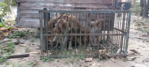 नगर क्षेत्र में बंदरों के आतंक पर लगाम, नगर निगम हरिद्वार ने शुरू किया पकड़ने का अभियान